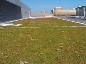 green roofing, live roof, living roof systems, living roof installation ohio